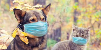 Coronavirus en perros y gatos - Noticias Ahora