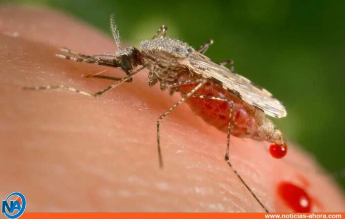 Desarrollo de vacuna contra la Malaria - Noticias Ahora