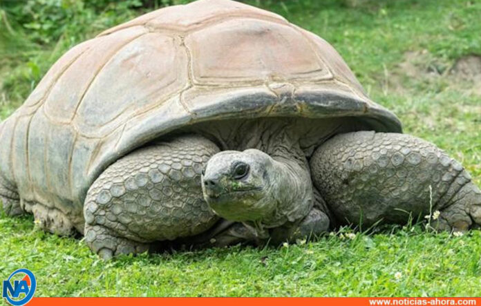 Fallece la tortuga Schurli - Noticias Ahora