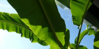 Beneficios de las hojas de plátano - Noticias ahora
