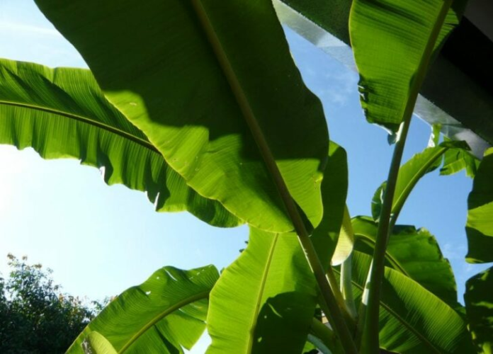 Beneficios de las hojas de plátano - Noticias ahora