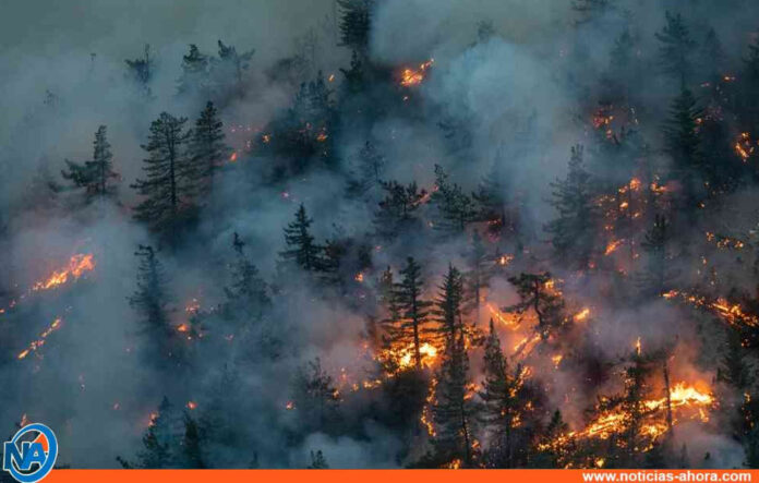 Incendios forestales en EEUU - Noticias Ahora