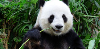Los pandas gigantes ya no están en peligro - Noticias Ahora
