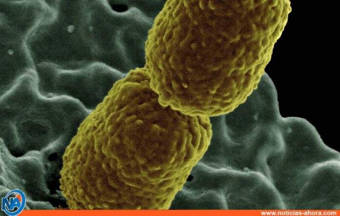 bacterias capaces de producir fibras - NA