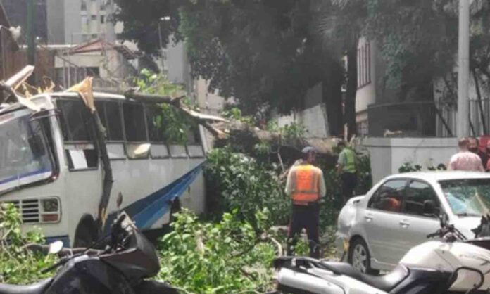 caída de un árbol en Caracas