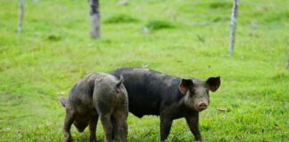 Brote de gripe porcina en República Dominicana - Noticias Ahora