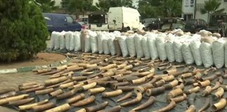 Incautan en Nigeria partes de pangolín y de elefantes - Noticias Ahora