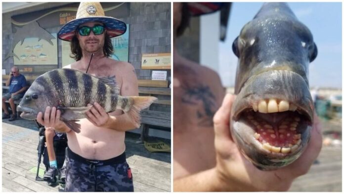 Capturan pez con dientes humanos