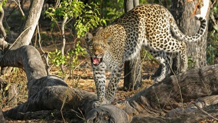 Leopardo ataca a modelo - Noticias Ahora