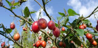 Beneficios del tomate de árbol - Noticias Ahora