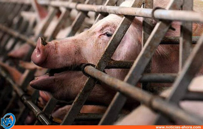 Brote de gripe porcina en Haití - Noticias Ahora