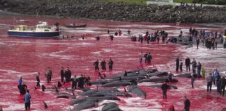 Caza de delfines en las Islas Feroe - Noticias Ahora