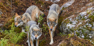 España prohíbe la caza del lobo
