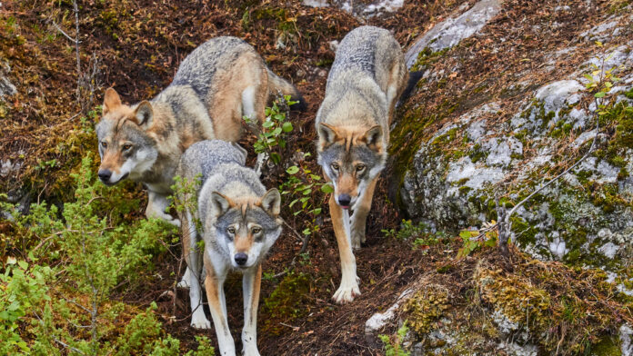 España prohíbe la caza del lobo