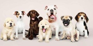 Estudios con cachorros - Noticias Ahora