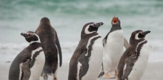 Pingüinos magallánicos en Argentina - Noticias Ahora