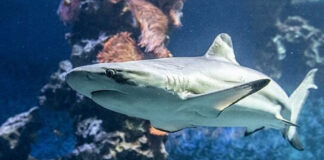 Tiburones y rayas están en peligro de extinción - Noticias Ahora