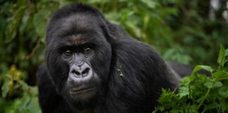 Covid-19 en gorilas - Noticias Ahora
