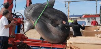 Capturado enorme pez luna en Ceuta