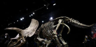 Esqueleto del mayor ejemplar de triceratops - Noticias Ahora