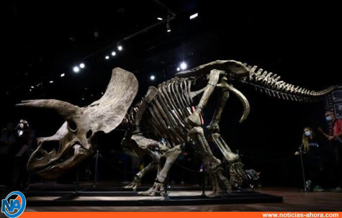 Esqueleto del mayor ejemplar de triceratops - Noticias Ahora