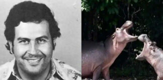 Hipopótamos de Pablo Escobar - Noticias Ahora