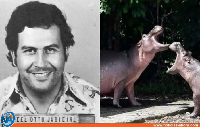 Hipopótamos de Pablo Escobar - Noticias Ahora