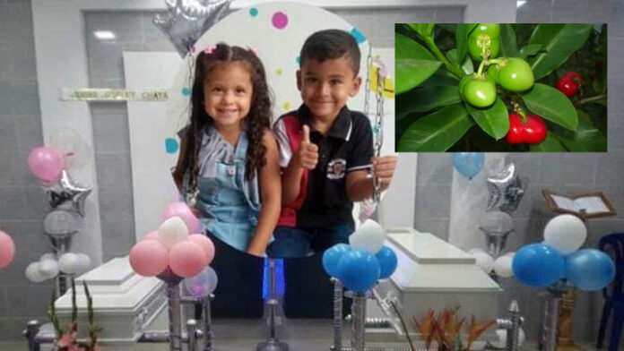 Niños consumen manzanillo en Colombia - Noticias Ahora