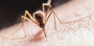 OMS aprueba vacuna contra la malaria - Noticias Ahora