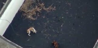 Perros atrapados en lava del Cumbre Vieja - Noticias Ahora
