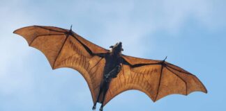 Virus de murciélago recién descubiertos - Noticias Ahora