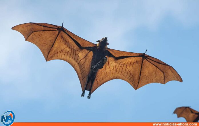 Virus de murciélago recién descubiertos - Noticias Ahora