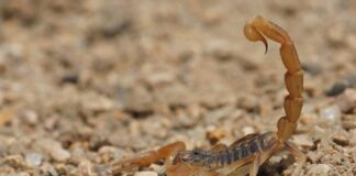 Picaduras de escorpión por lluvias - Noticias Ahora