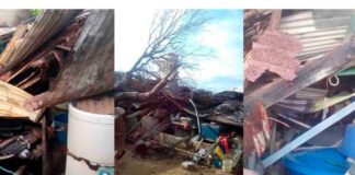 árbol de mamón destruye la casa de un abuelo