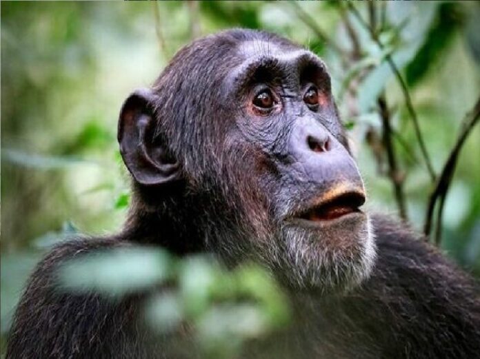 casos de lepra en chimpancés salvajes