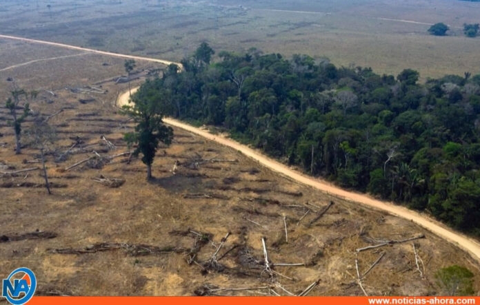Deforestación en la Amazonia brasileña en 2021 - Noticias Ahora