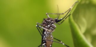 Investigadores indonesios crían mosquitos - Noticias Ahora