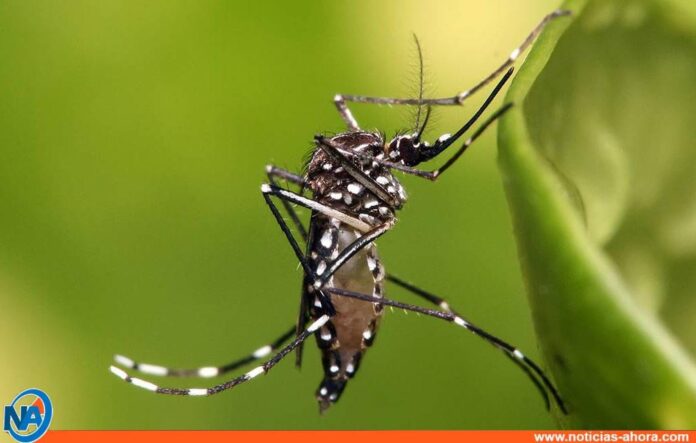 Investigadores indonesios crían mosquitos - Noticias Ahora