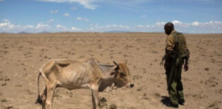 Sequía en Somalia - Noticias Ahora