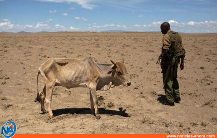 Sequía en Somalia - Noticias Ahora