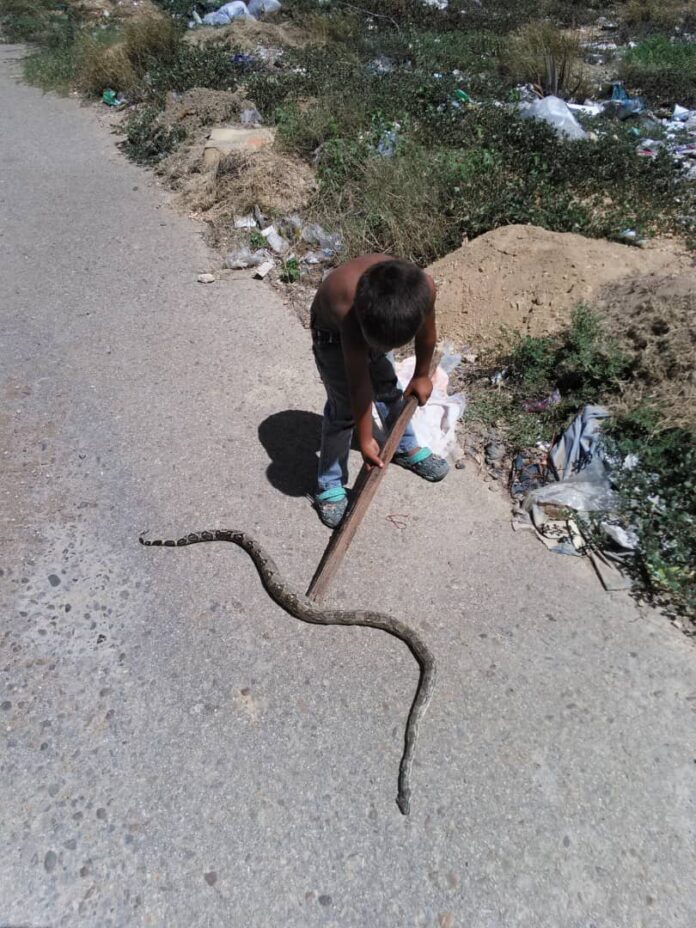 Sector Bicentenario alerta por serpientes