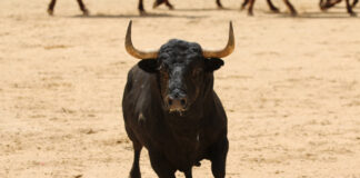 Ley de protección a los toros - Noticias Ahora