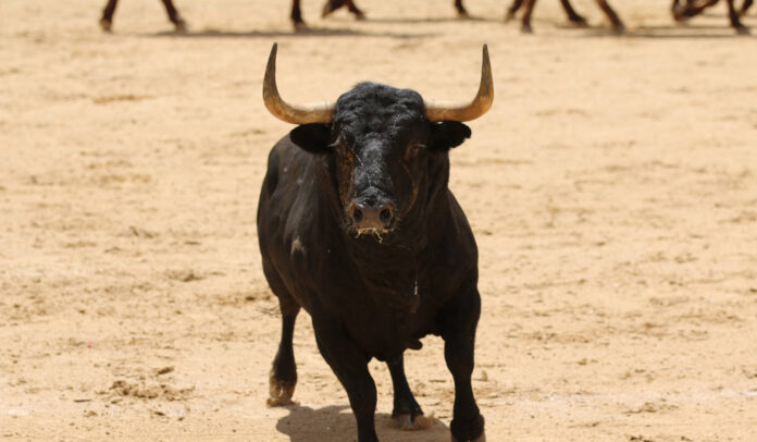 Ley de protección a los toros - Noticias Ahora