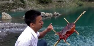 Ratas gigantes en plato refinado de China - NA