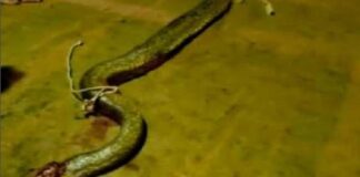 Asesinan una anaconda en Bolívar