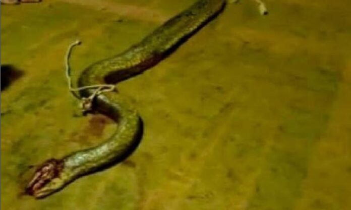 Asesinan una anaconda en Bolívar