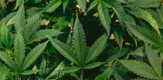 Colombia regula el uso industrial del cannabis