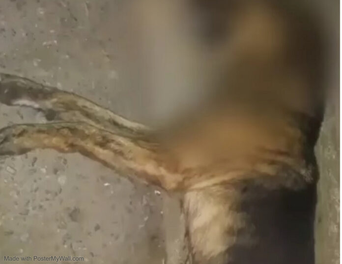 Múltiples mascotas envenenadas en Guacara