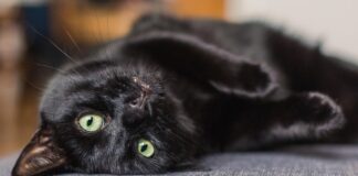 gatos negros - gatos negros