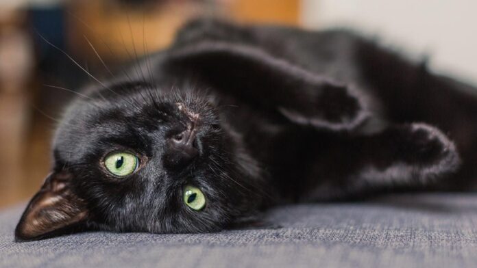 gatos negros - gatos negros